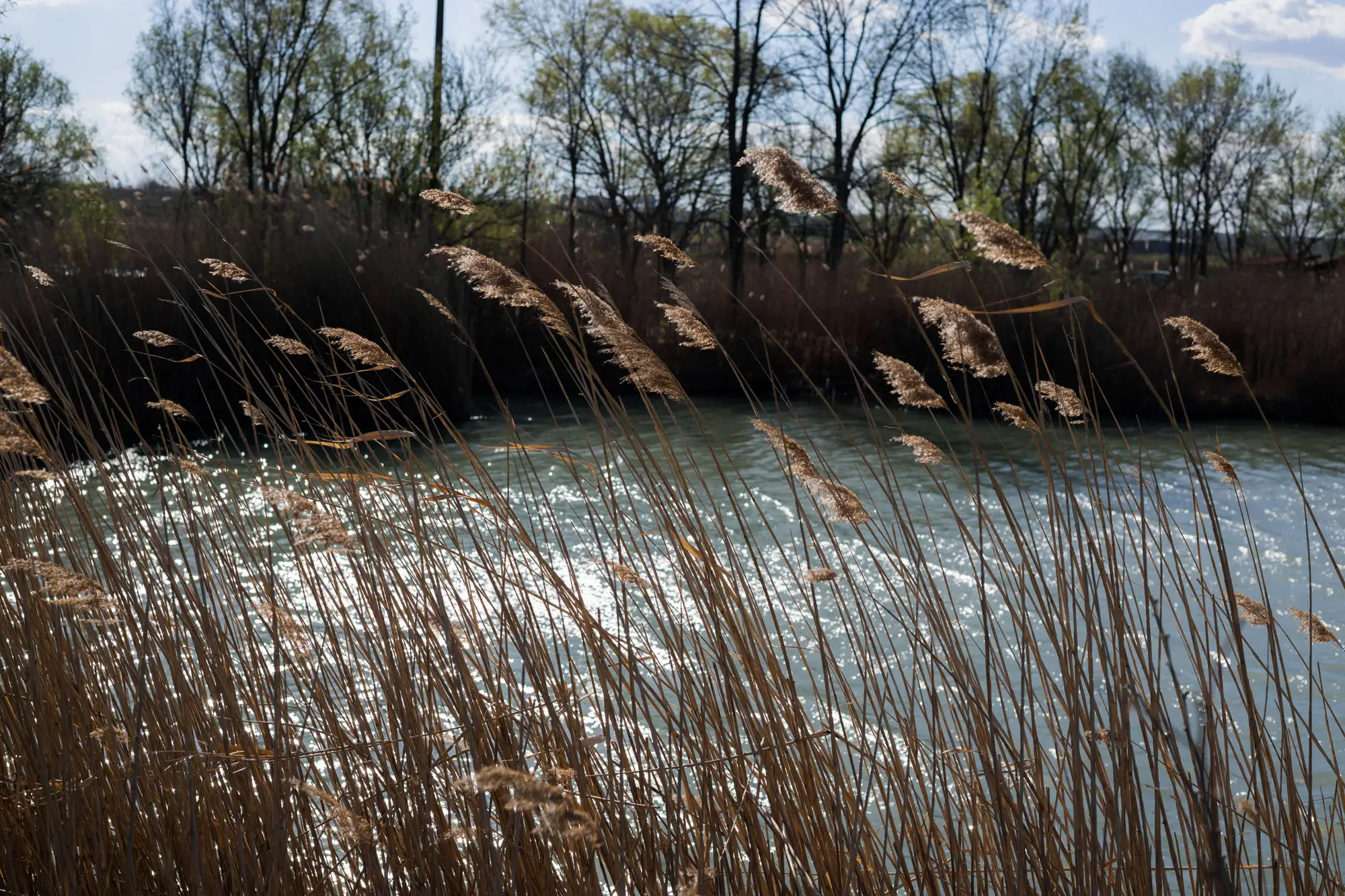 Dry reeds on a river bank in spring sun, with slow water and bare trees behind